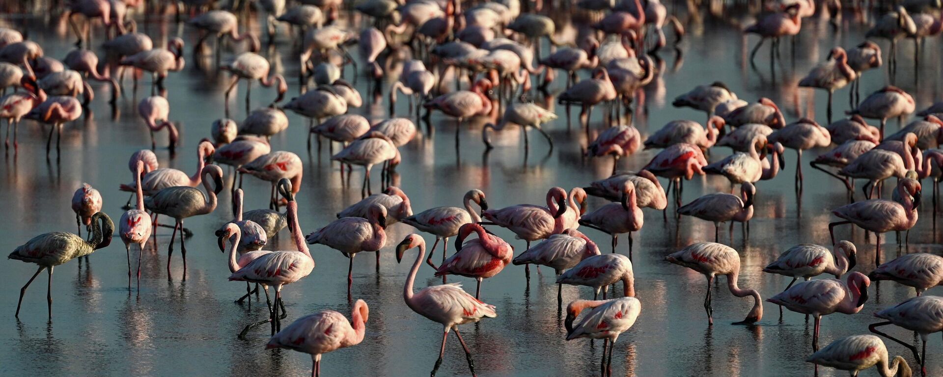 Flamingos stand in a pond in Navi Mumbai on May 22, 2023. - Sputnik भारत, 1920, 07.08.2023