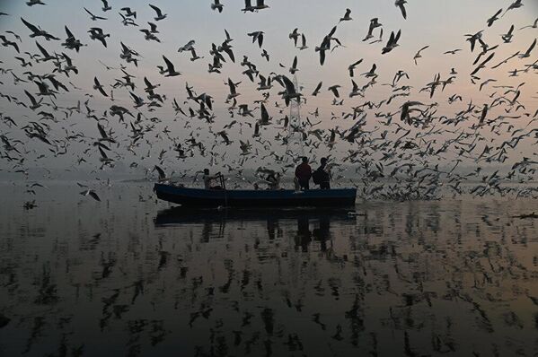 Seagulls around Yamuna River - Sputnik India