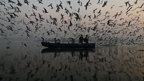 Seagulls around Yamuna River - Sputnik भारत