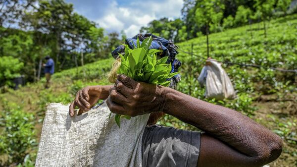 In this picture taken on July 31, 2021, a tea picker works on a plantation in the southern district of Ratnapura, as Sri Lanka on August 3, 2021 lifted a ban on chemical fertiliser imports after farmer protests, forecasts of severe food shortages and worries about the island's crucial tea exports. - Sputnik India