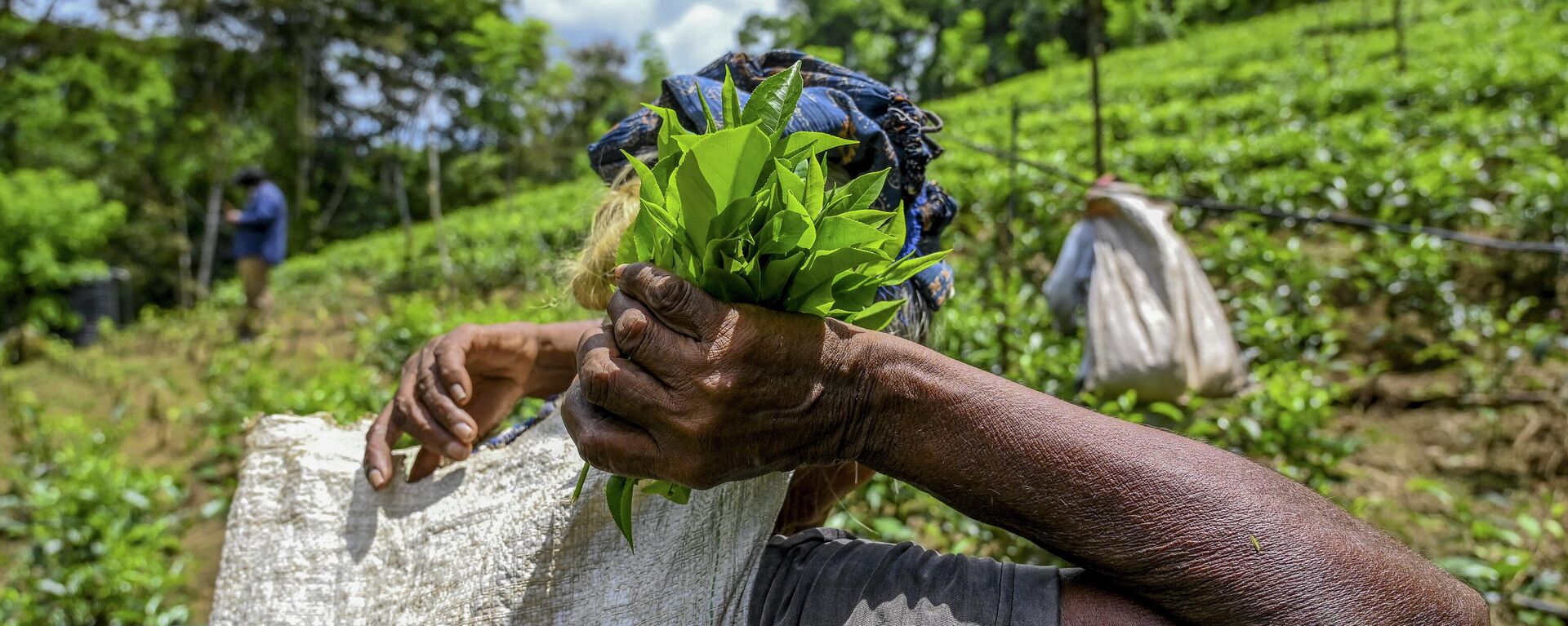 In this picture taken on July 31, 2021, a tea picker works on a plantation in the southern district of Ratnapura, as Sri Lanka on August 3, 2021 lifted a ban on chemical fertiliser imports after farmer protests, forecasts of severe food shortages and worries about the island's crucial tea exports. - Sputnik India, 1920, 08.08.2023
