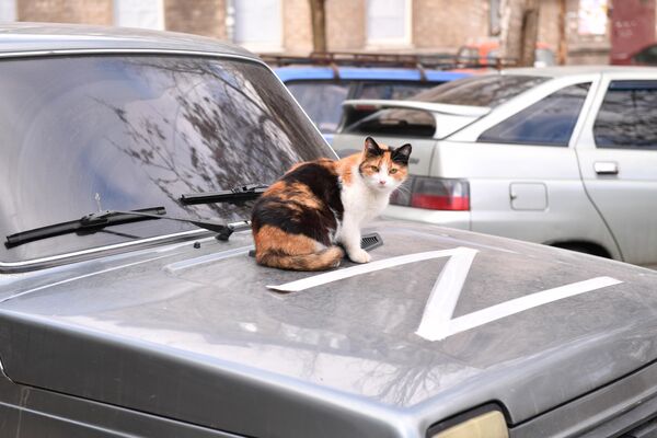 मारियुपोल में एक कार के हुड पर एक बिल्ली। - Sputnik भारत