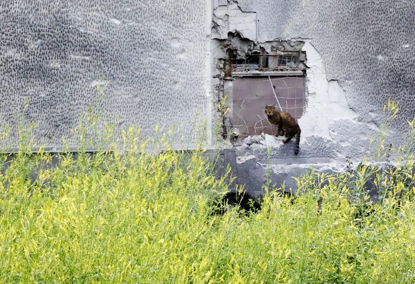 डोनेट्स्क में यूक्रेनी सशस्त्र बलों की गोलाबारी के परिणामस्वरूप आंशिक रूप से नष्ट हुई कंक्रीट की बाड़ पर एक सड़क बिल्ली बैठी है। - Sputnik भारत
