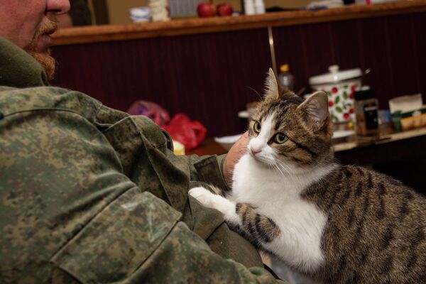 A cat at the site of the “Crimea” volunteer detachment in the Zaporozhye region. - Sputnik India