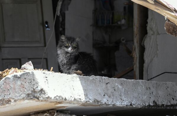 मारियुपोल की एक सड़क पर एक नष्ट हुए घर में एक बिल्ली का बच्चा। - Sputnik भारत