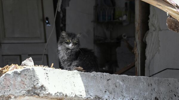 Котенок в разрушенном доме на одной из улиц в Мариуполе - Sputnik भारत