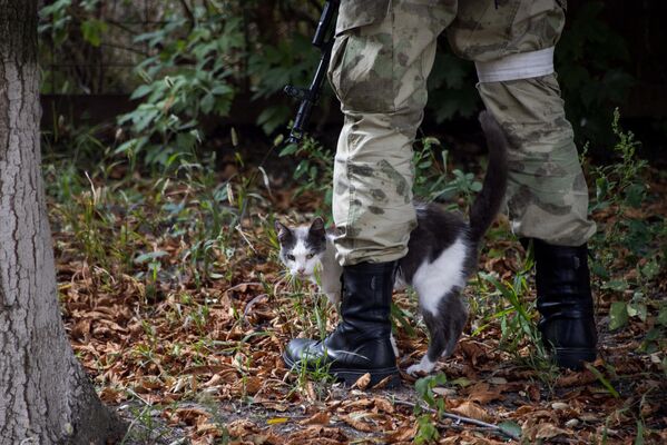 A stray cat at the feet of a soldier of the Russian Armed Forces at the Vasilyevka Central City Hospital in the Zaporozhye region. - Sputnik India