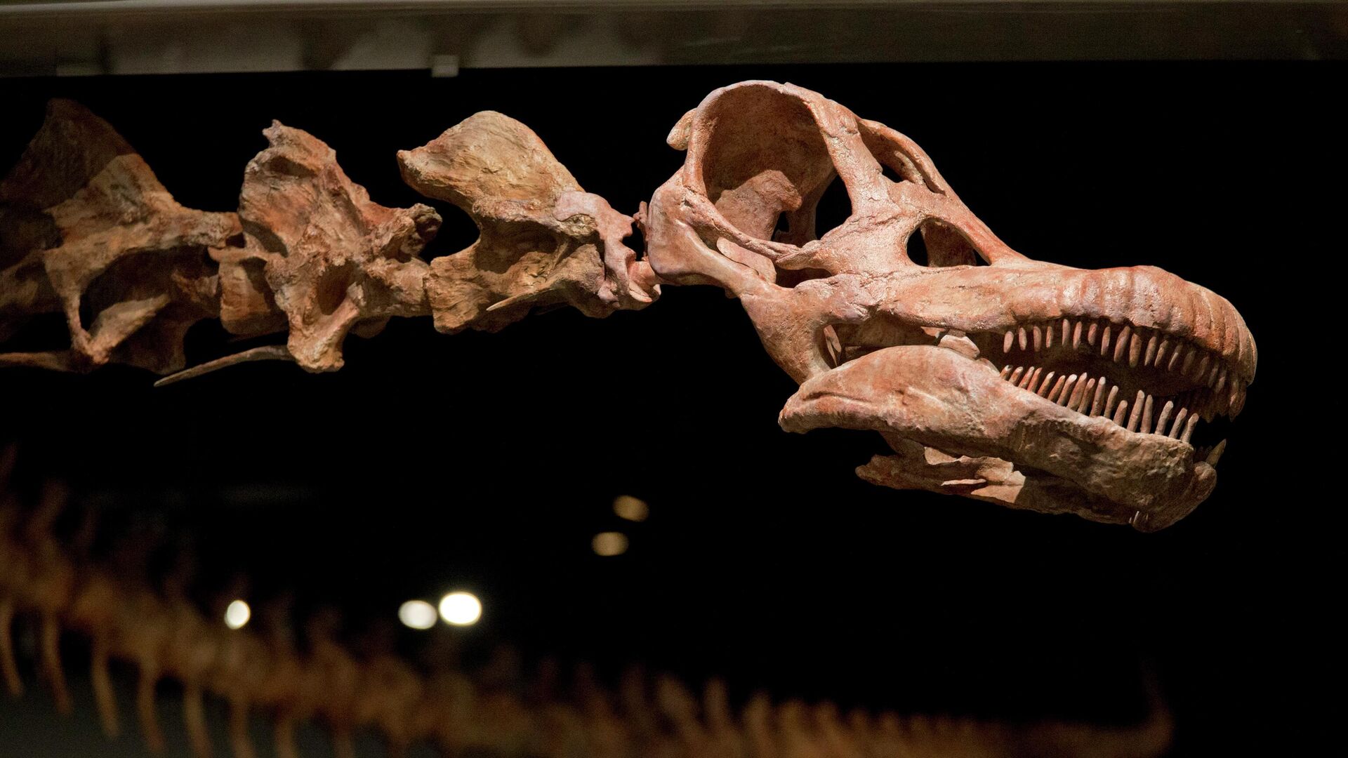 File-This Jan. 14, 2016, file photo shows a replica of a 122-foot-long dinosaur is displayed at the American Museum of Natural History in New York.   - Sputnik India, 1920, 08.08.2023