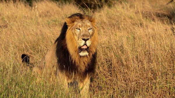 On August 10, World Lion Day is celebrated to raise awareness about the conservation of the majestic king of the jungle.  - Sputnik India