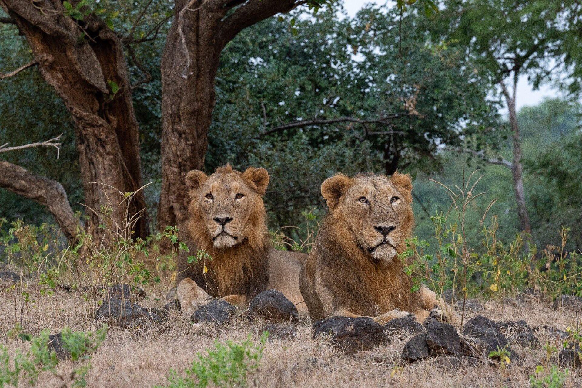 After Cheetahs, Centre Considers Moving Lions From Gir To Madhya Pradesh