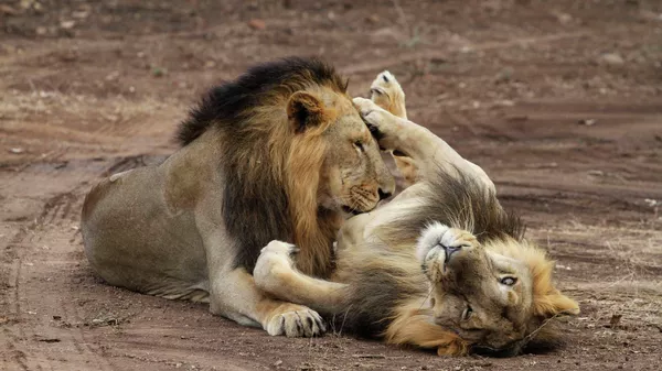 Asiatic lions - Sputnik भारत