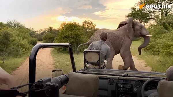 World Elephant Day (Hindi) - Sputnik भारत