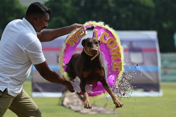 15 अगस्त, 2023 को चेन्नई में भारत के 77वें स्वतंत्रता दिवस समारोह के दौरान प्रदर्शन करता हुआ कुत्ता। (AFP 2023R. Satish Babu) - Sputnik भारत