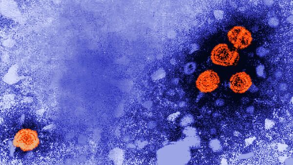This 1981 electron microscope image made available by the U.S. Centers for Disease Control and Prevention shows hepatitis B virus particles, indicated in orange. - Sputnik India