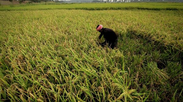 A farmer harvests rice crop in a paddy field on the outskirts of Guwahati, India, Tuesday, June 6, 2023. - Sputnik India