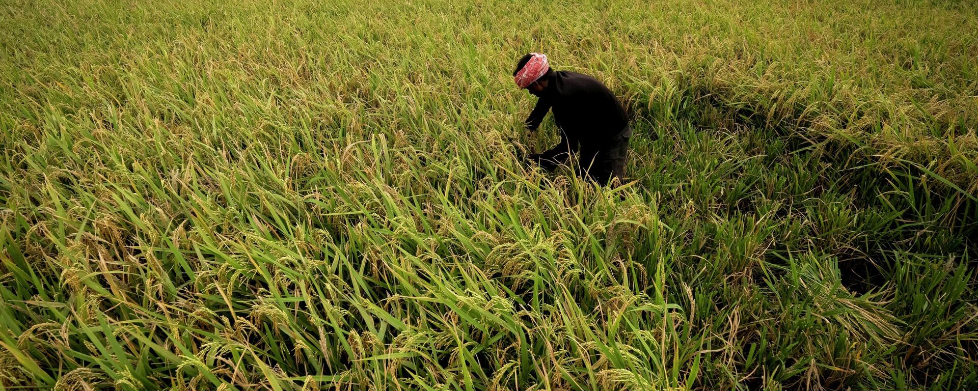 A farmer harvests rice crop in a paddy field on the outskirts of Guwahati, India, Tuesday, June 6, 2023. - Sputnik India, 1920, 19.08.2023