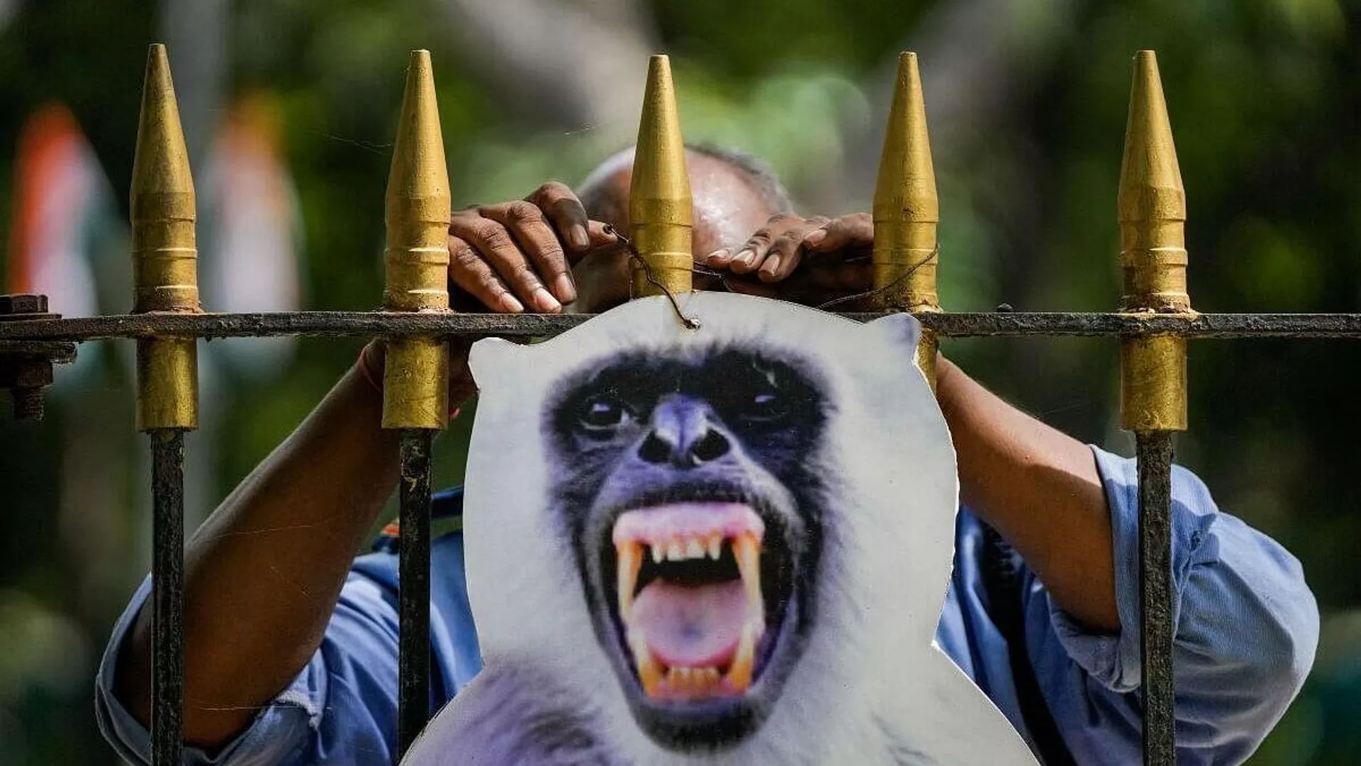 Cut-outs to scare away monkeys during the G20 Summit 