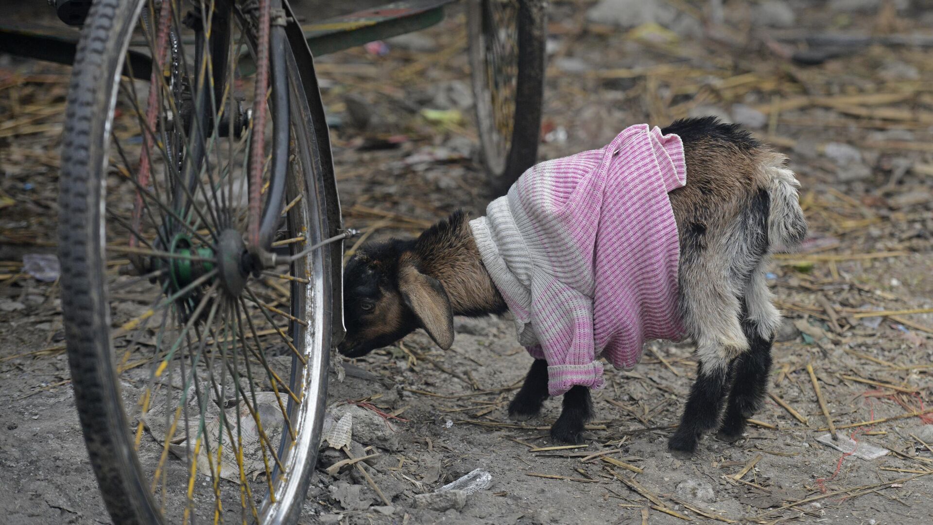 A goat is seen wrapped in a cloth on a cold winter day in Siliguri on January 12, 2021. - Sputnik भारत, 1920, 06.09.2023