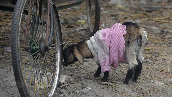 A goat is seen wrapped in a cloth on a cold winter day in Siliguri on January 12, 2021. - Sputnik भारत