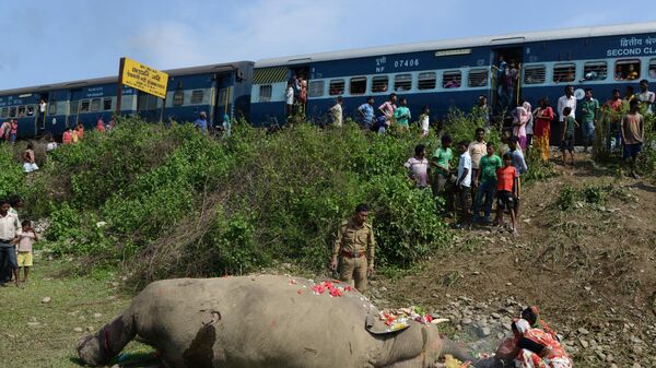 Indian villagers and forestry workers gather around the carcass of an elephant as it lies near railway tracks after being struck by a passenger train at Kiranchandra Tea Garden, some 30kms, from Siliguri on May 10, 2017. The elephant was hit by a train while crossing a track which runs through an area known the 'elephant corridor'. - Sputnik भारत