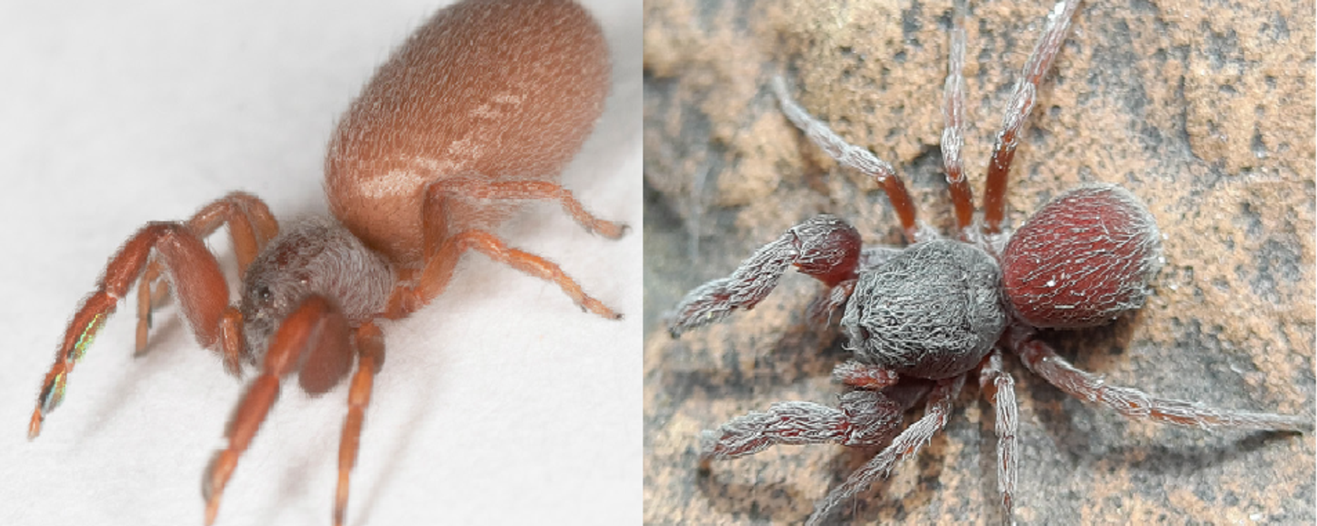 Indian arachnologist discovered two new species of ‘shy’ spider in India. - Sputnik India, 1920, 12.09.2023
