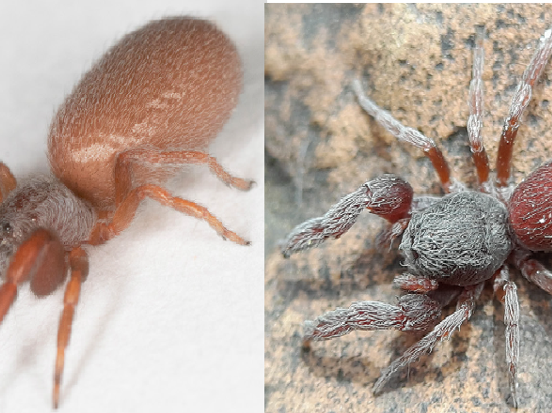 Researchers discover new spider species in Israel 