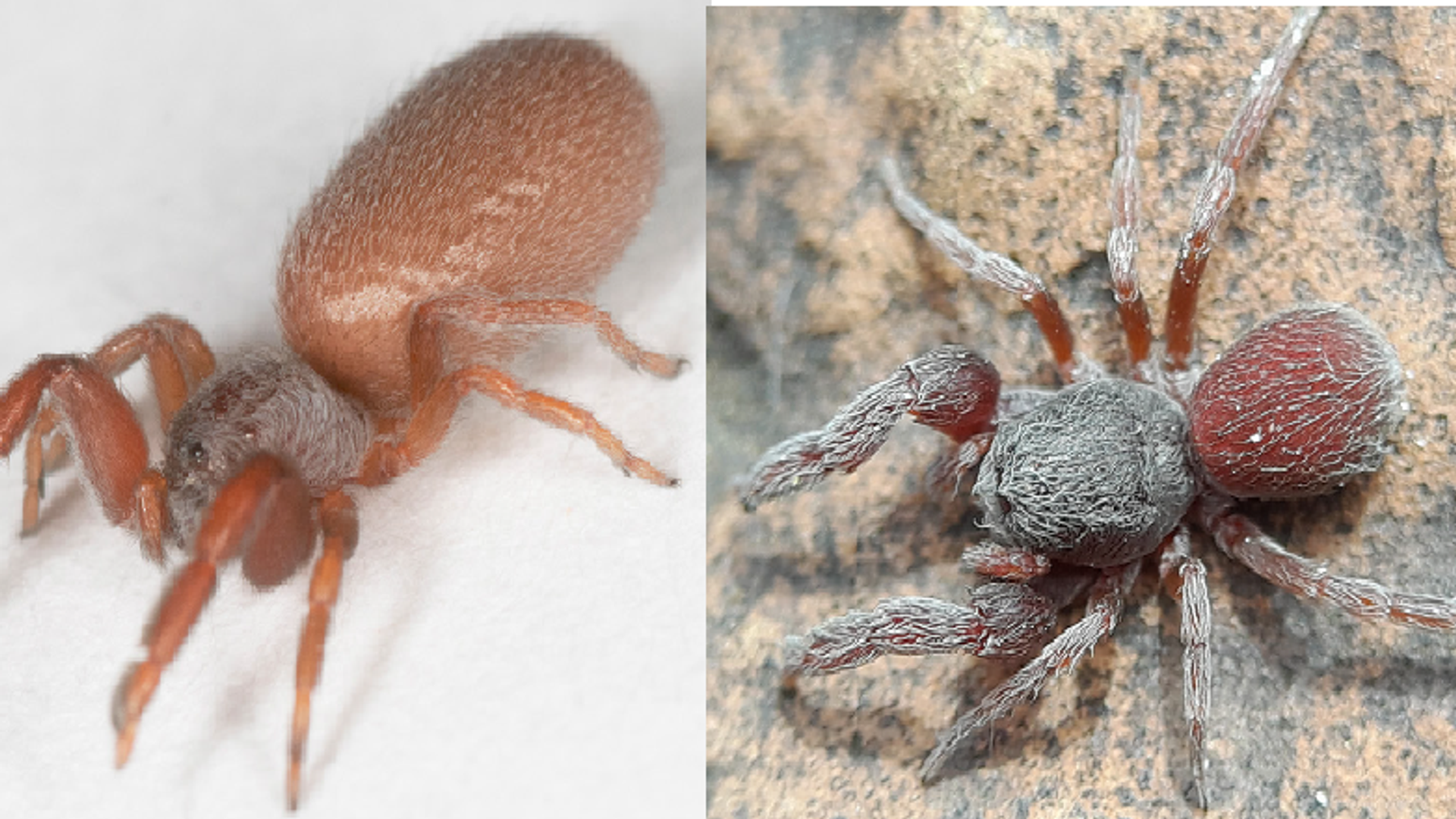 Researchers discover new spider species in Israel –