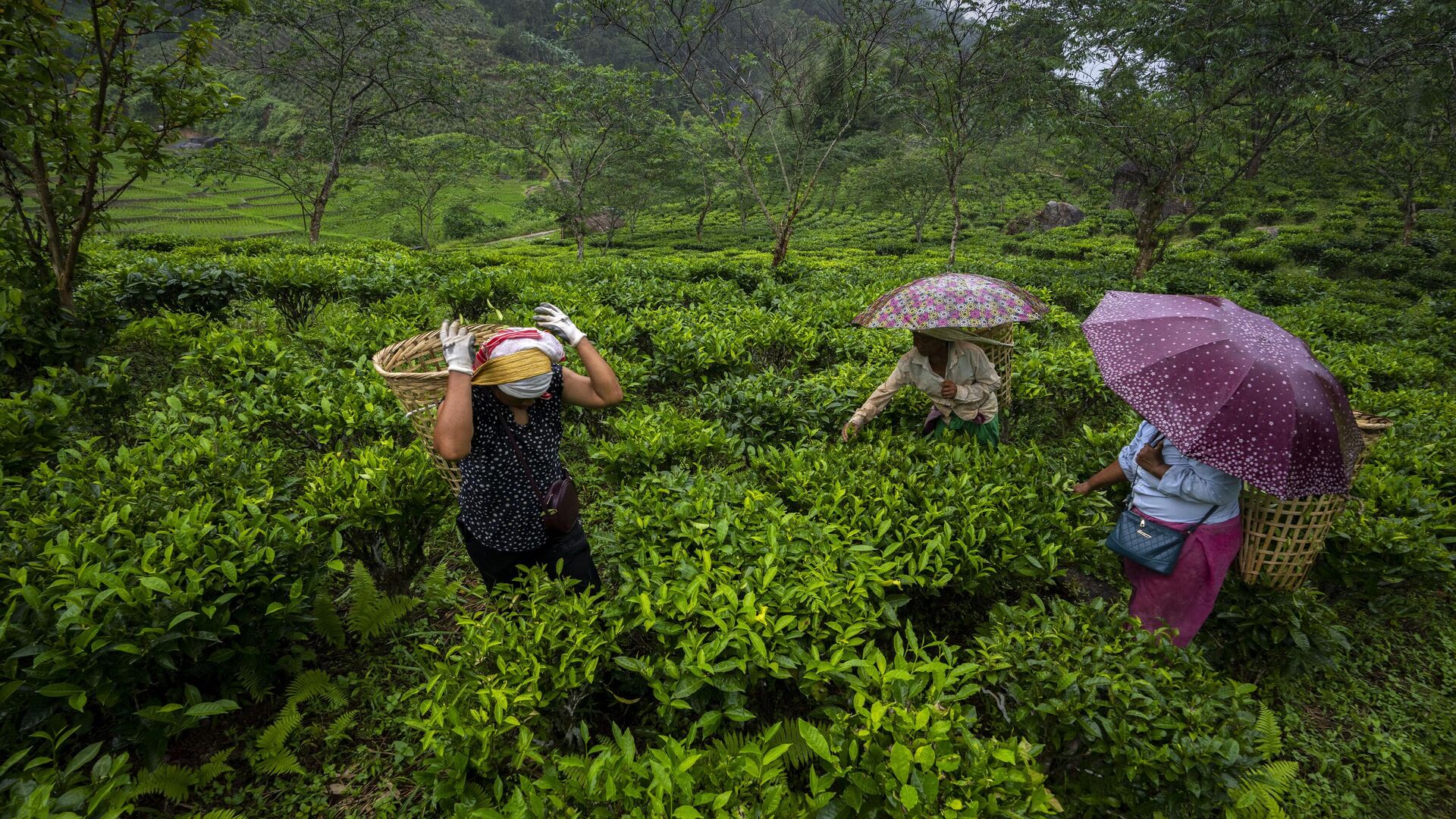 Tribal Khasi women pluck tea leaves at a garden in Moronga village, along the Assam-Meghalaya state border, India, Tuesday, July 19, 2022. - Sputnik India, 1920, 09.10.2023