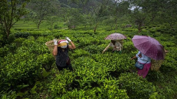 Tribal Khasi women pluck tea leaves at a garden in Moronga village, along the Assam-Meghalaya state border, India, Tuesday, July 19, 2022. - Sputnik India
