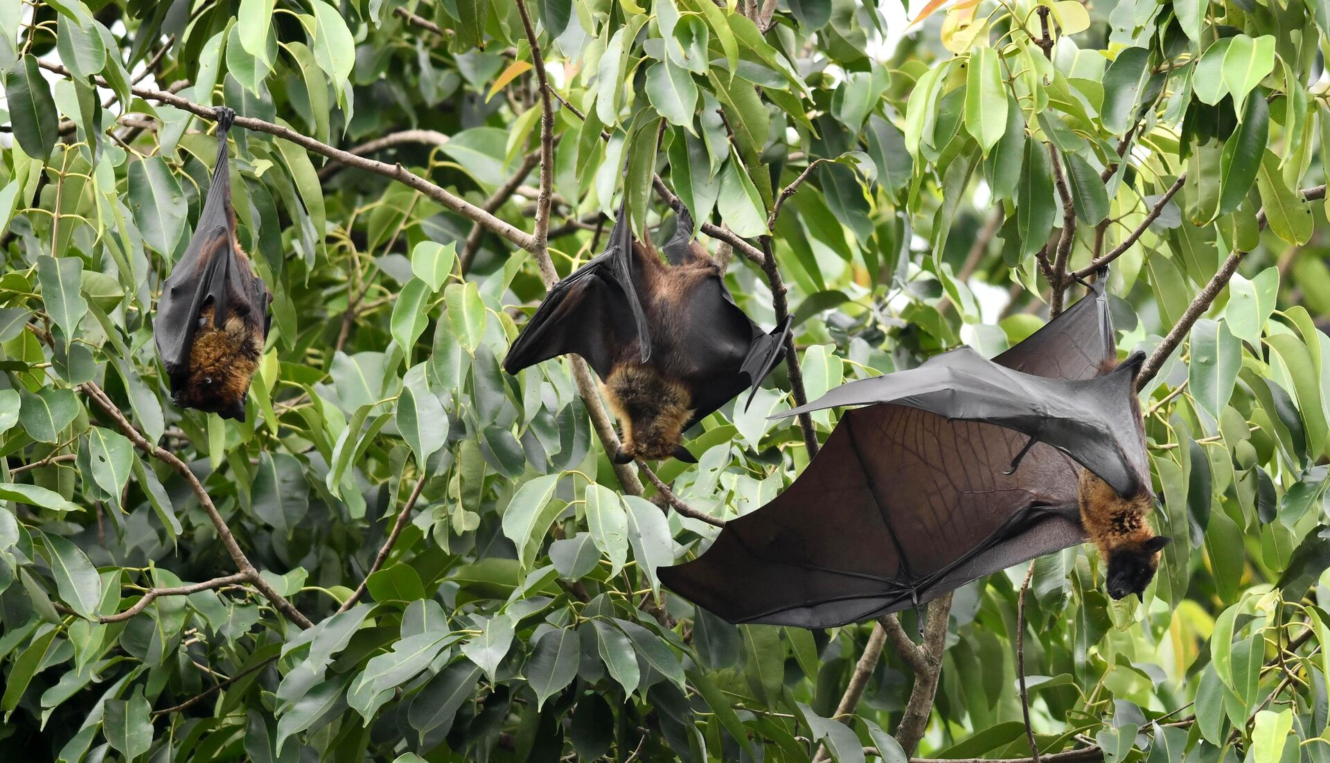 Bats take rest on trees in Guwahati on May 23, 2018. A deadly virus carried by fruit bats has killed at least five people in southern India and more than 90 people are in quarantine, a top health official said on May 22.  - Sputnik भारत, 1920, 14.09.2023