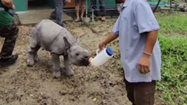 Assam Forest Officials Release Rescued Orphaned Calf - Sputnik India