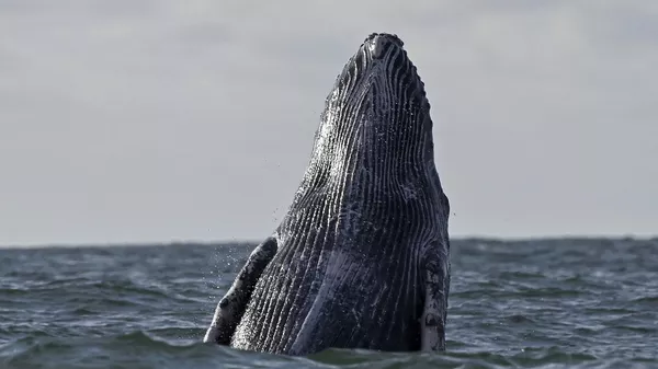 A Humpback whale jumps in the surface of the Pacific Ocean at the Uramba Bahia Malaga Natural Park near Buenaventura, Valle del Cauca, Colombia on August 26, 2021.  - Sputnik भारत