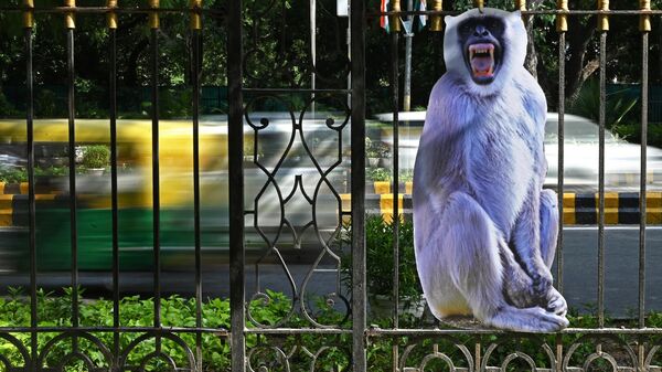 A life-size cut-out of a gray langur is displayed to scare away monkeys at a park in New Delhi on August 30, 2023, ahead of the G20 India Summit. Indian officials preparing for the G20 summit next week have hired teams of monkey-men and erected primate cutouts to deter marauding monkeys from munching on the floral displays laid out for global leaders. - Sputnik भारत