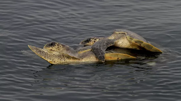 A pair of Olive Ridley Turtles mate at the Bay of Bengal Sea near the Rushikulya River mouth beach in Ganjam district, Orissa, India, Sunday, Jan.3, 2016. - Sputnik भारत