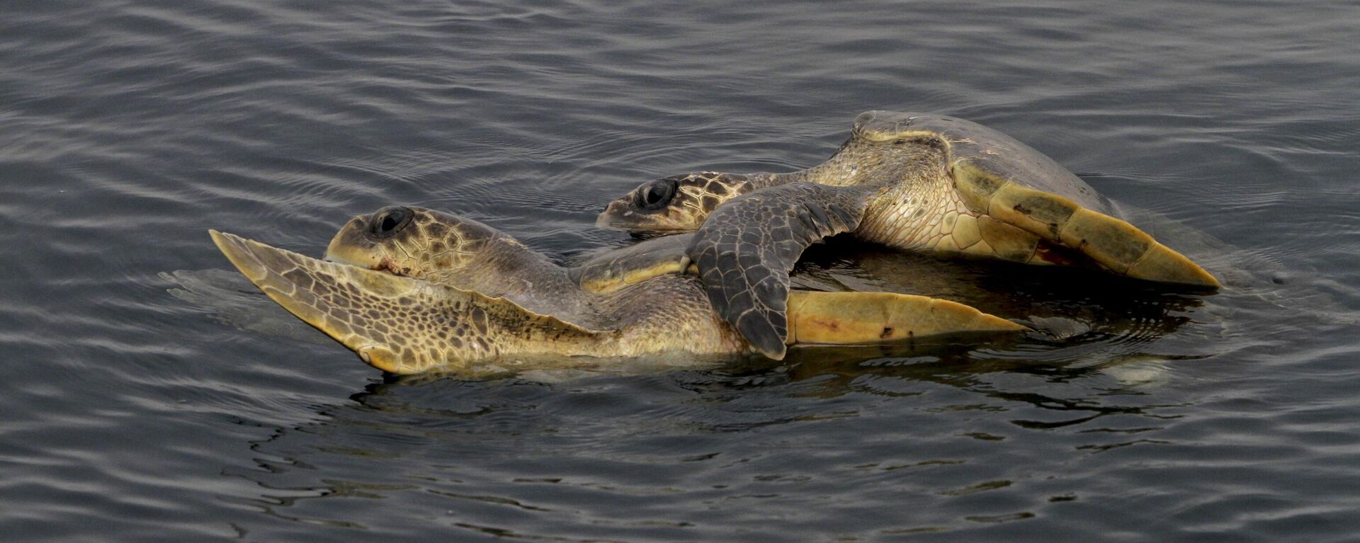 A pair of Olive Ridley Turtles mate at the Bay of Bengal Sea near the Rushikulya River mouth beach in Ganjam district, Orissa, India, Sunday, Jan.3, 2016. - Sputnik India, 1920, 01.10.2023