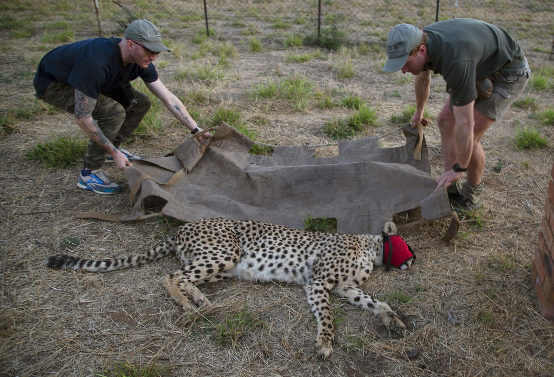 A male cheetah is loaded onto a stretcher after being tranquilized by wildlife veterinarian, Andy Frasier, right, at a reserve near Bella Bella, South Africa, Sunday, Sept. 4, 2022.  - Sputnik India, 1920, 03.10.2023