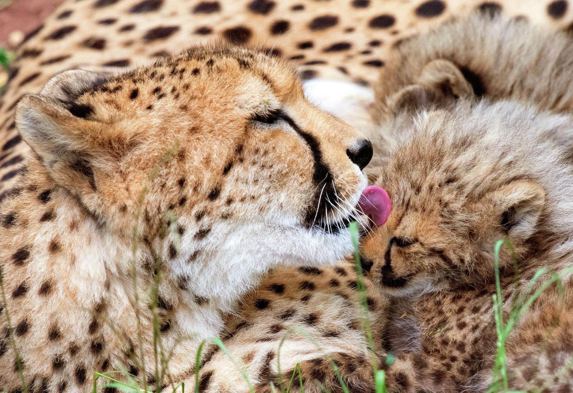 The cheetah mother Freela relaxes with one of her cubs in the Erfurt zoo in Erfurt, Germany, Wednesday, June 27, 2018. The four cheetah cubs, one male and three female, were born on May 9, 2018. (AP Photo/Jens Meyer) - Sputnik India, 1920, 03.10.2023