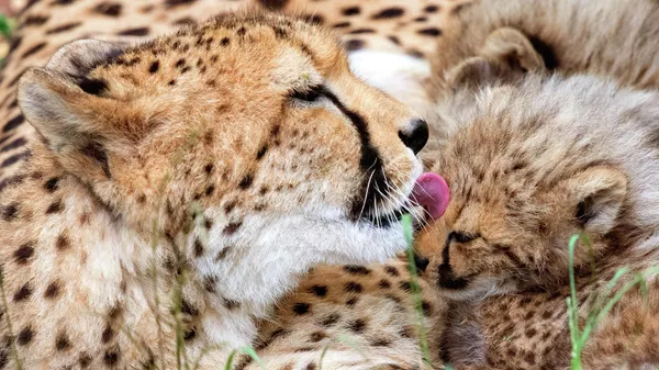 The cheetah mother Freela relaxes with one of her cubs in the Erfurt zoo in Erfurt, Germany, Wednesday, June 27, 2018. The four cheetah cubs, one male and three female, were born on May 9, 2018. (AP Photo/Jens Meyer) - Sputnik भारत
