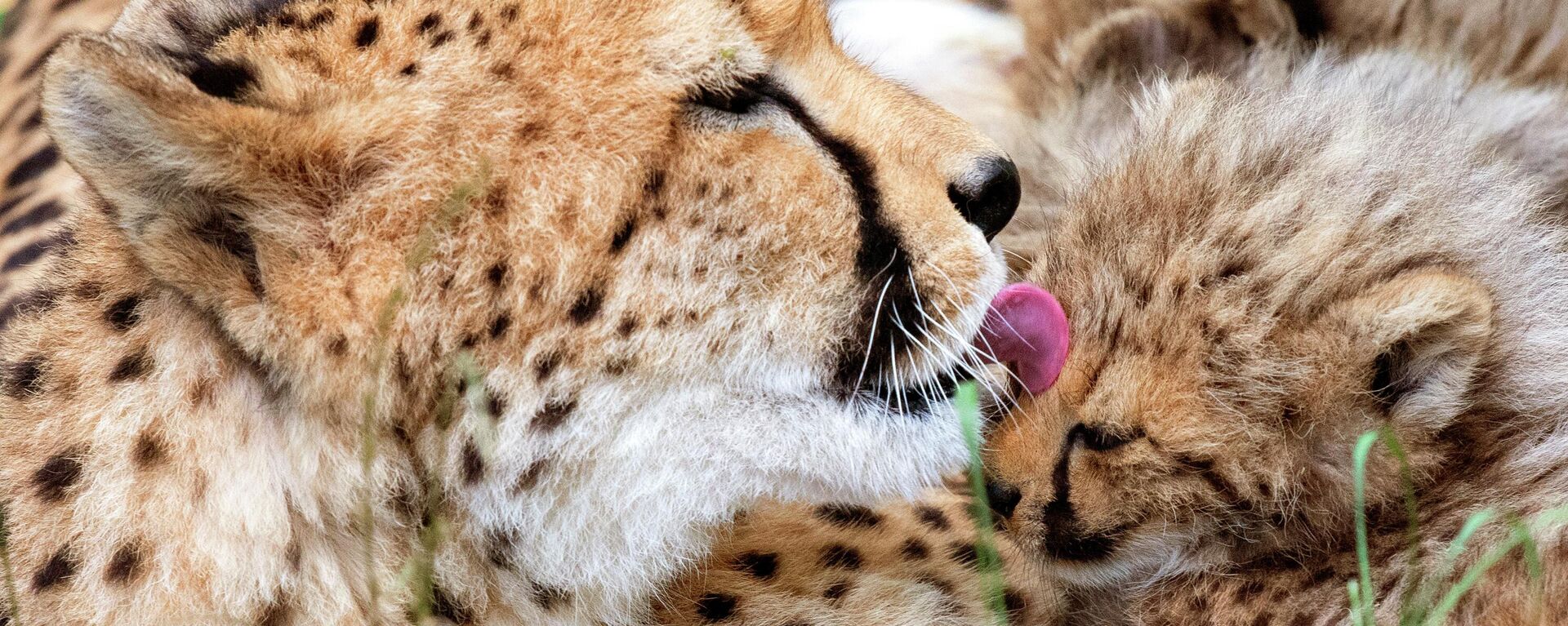 The cheetah mother Freela relaxes with one of her cubs in the Erfurt zoo in Erfurt, Germany, Wednesday, June 27, 2018. The four cheetah cubs, one male and three female, were born on May 9, 2018. (AP Photo/Jens Meyer) - Sputnik भारत, 1920, 03.01.2024