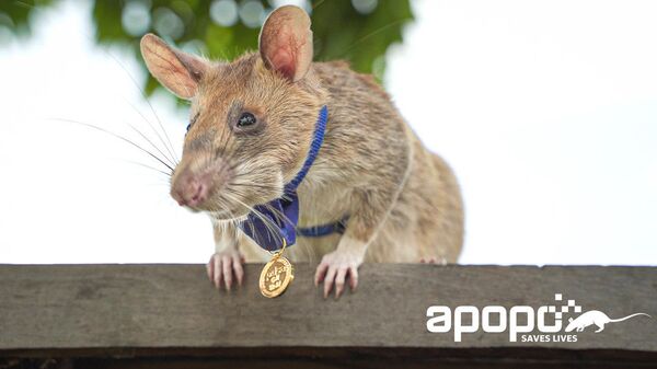 Photo provided by nonprofit APOPO captures Magawa, an African pouch rat, sporting a gold medal he was granted by UK charity People’s Dispensary for Sick Animals, for his efforts in detecting land mines in Cambodia. APOPO has indicated that Magawa has found approximately 71 land mines and 38 unexploded ordnance. - Sputnik भारत