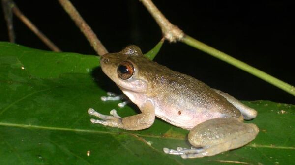 Common Mist Frog - Sputnik भारत