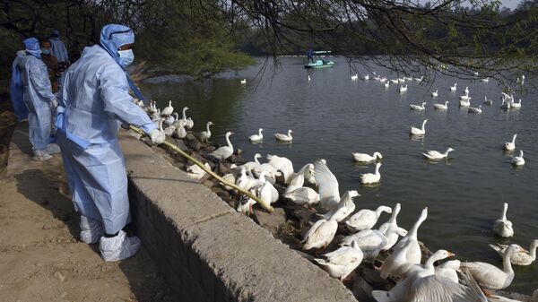 Health workers in protective suits arrive to cull birds following reports of bird flu at the Sanjay Lake Park in Mayur Vihar area of New Delhi, India, Monday, Jan.11, 2021.  - Sputnik India