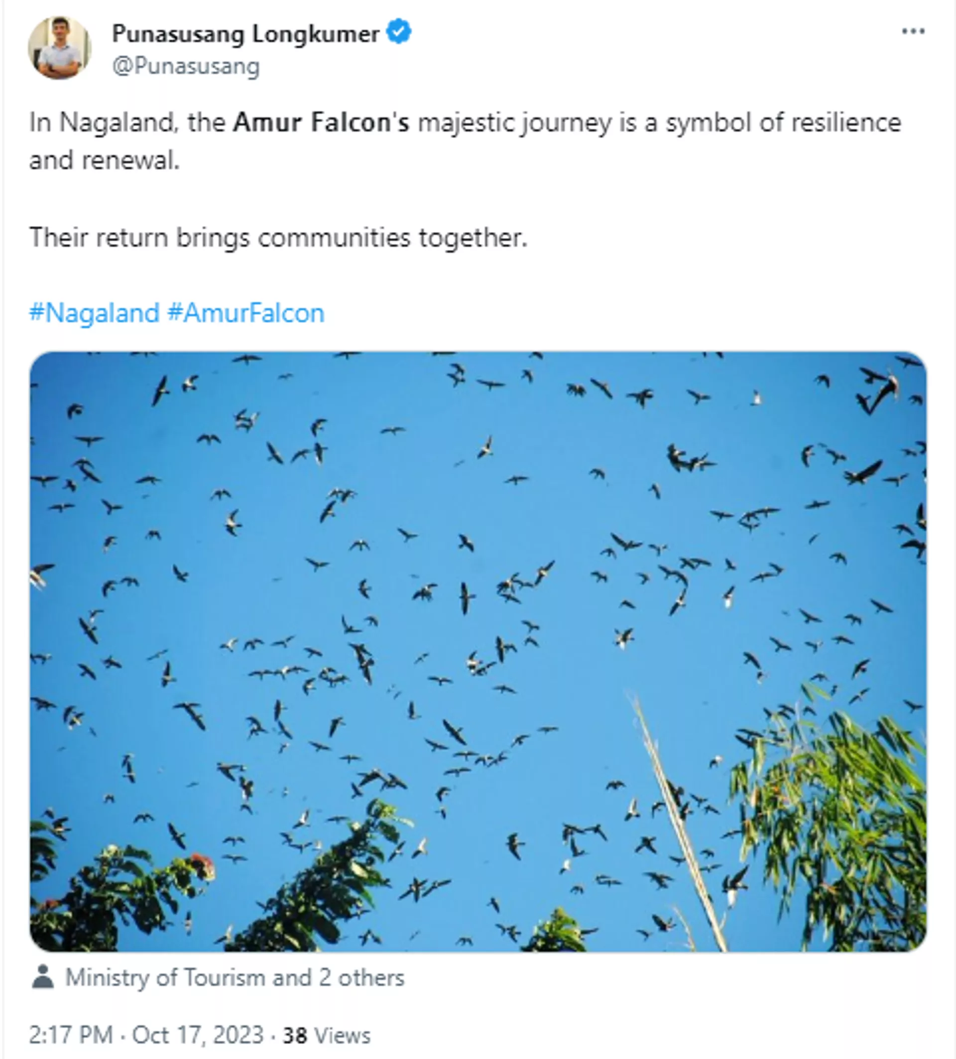 World’s Longest Flying Migratory Birds 'Amur falcons' Arrives in Manipur - Sputnik India, 1920, 17.10.2023