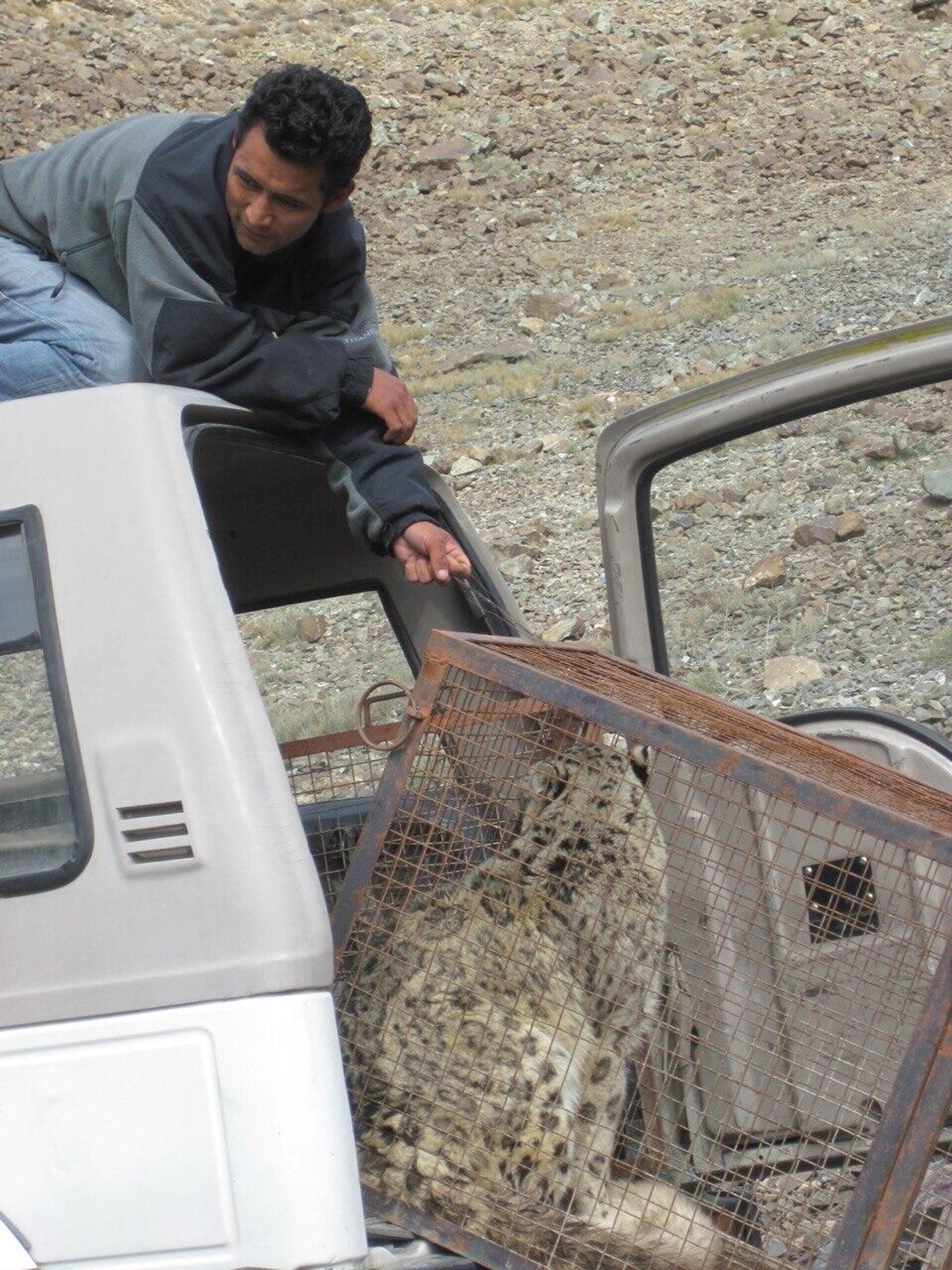 A snow leopard in the Himalayan region. - Sputnik India, 1920, 22.10.2023