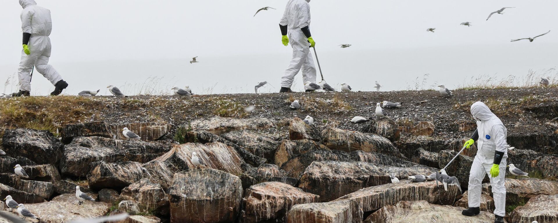 Dead birds are collected along the coast in the Vadso municipality of Finnmark in Norway following a major outbreak of bird flu on July 20, 2023. - Sputnik India, 1920, 25.10.2023