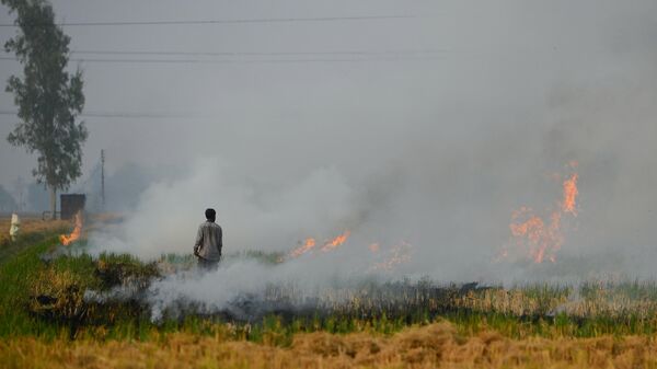 In this photo taken on October 31, 2023, a farmer burns straw stubble after a harvest in a paddy field, on the outskirts of Jalandhar.  - Sputnik भारत