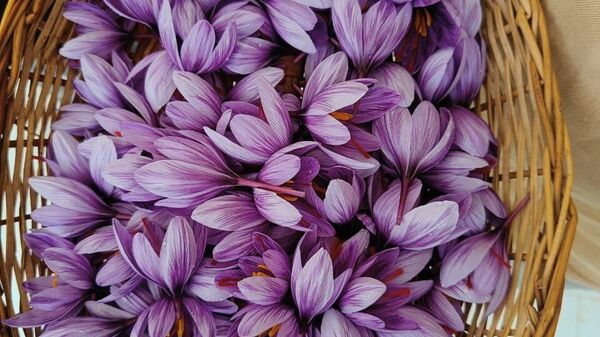 A group of researchers in India’s Rajasthan state is attempting to revolutionize local saffron farming by growing it in warmer and dryer lands. - Sputnik India