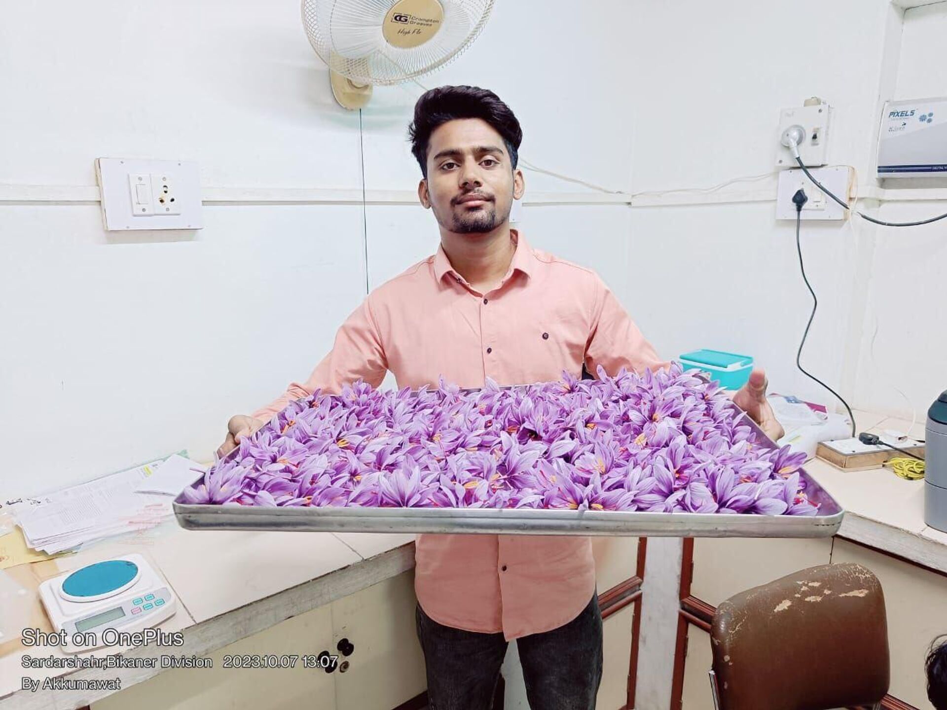 A group of researchers in India’s Rajasthan state is attempting to revolutionize local saffron farming by growing it in warmer and dryer lands. - Sputnik India, 1920, 26.11.2023