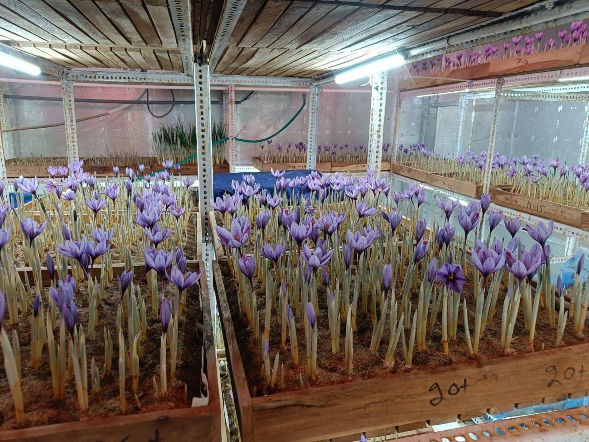 A group of researchers in India’s Rajasthan state is attempting to revolutionize local saffron farming by growing it in warmer and dryer lands. - Sputnik India, 1920, 26.11.2023