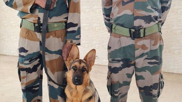 Wildlife sniffer dog squads training with their handlers. - Sputnik India